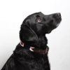 Pampeano Dog Collar - Hermoso Thumbnail