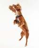 Barbour Tartan Dog Harness - Taupe/Pink Thumbnail